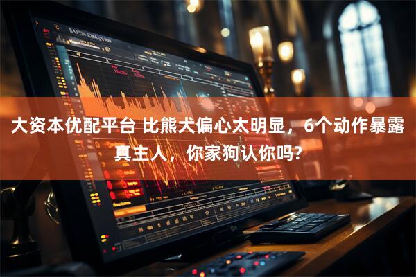 大资本优配平台 比熊犬偏心太明显，6个动作暴露真主人，你家狗认你吗?