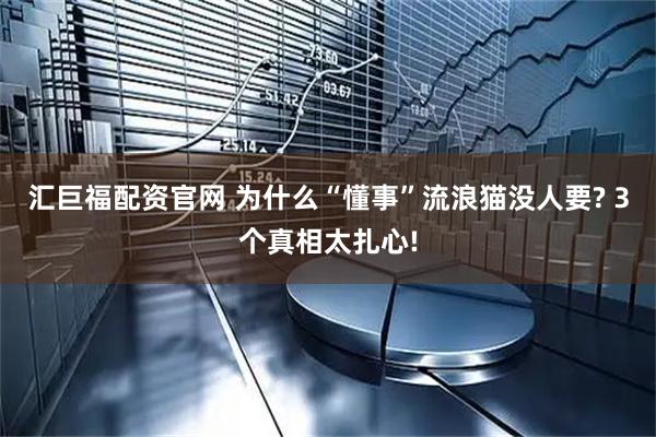 汇巨福配资官网 为什么“懂事”流浪猫没人要? 3个真相太扎心!